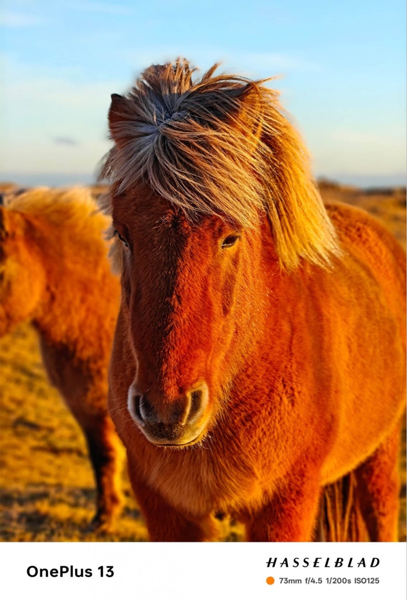 Warm horse portrait OnePlus camera sample with Hasselblad footer